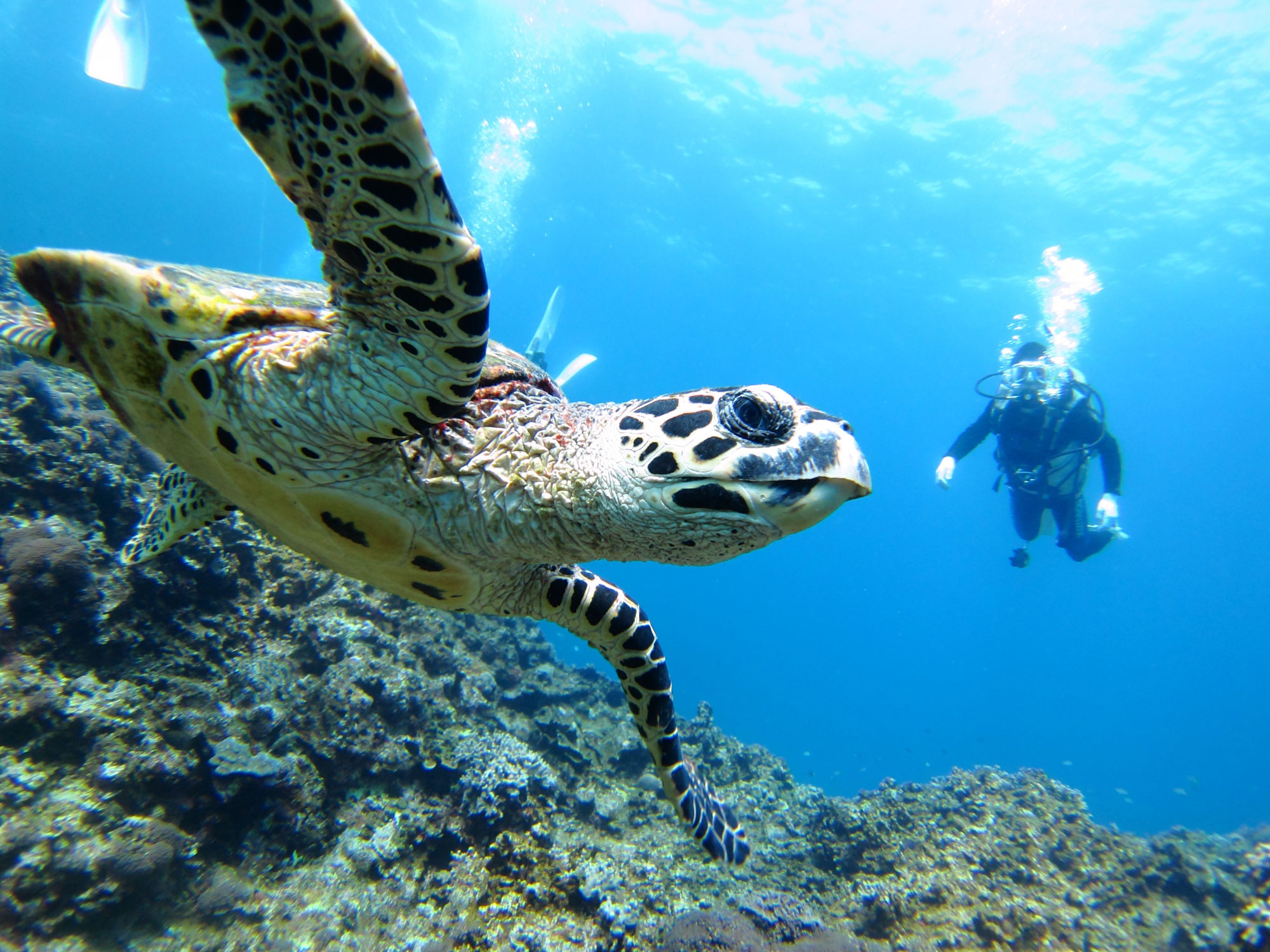 underwater